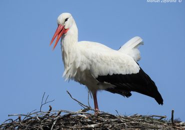 cicogna bianca