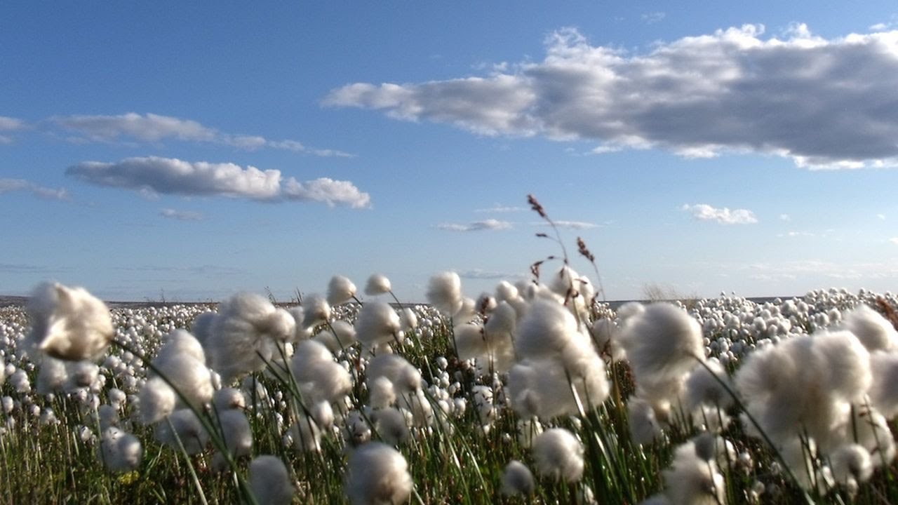 oro bianco di gela