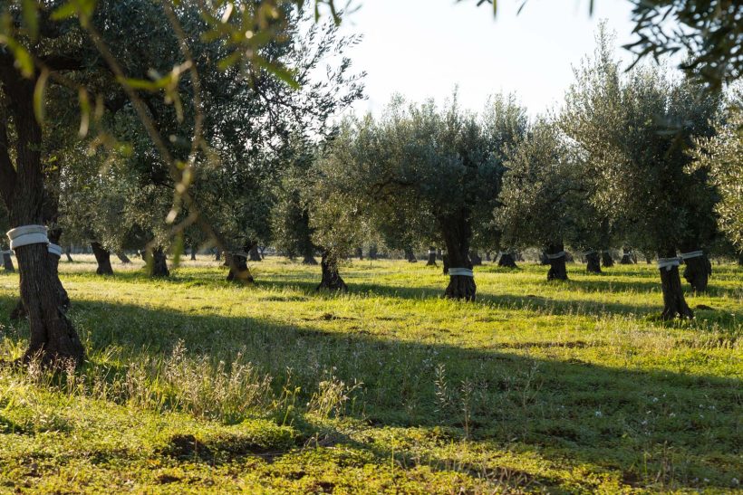 Copia di Olio Italiano 0001